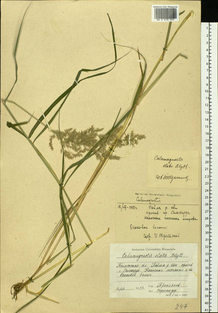 Calamagrostis purpurea (Trin.) Trin., Siberia, Western Siberia (S1) (Russia)