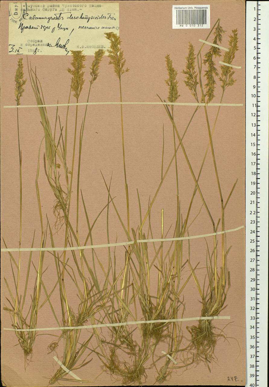Calamagrostis deschampsioides Trin., Siberia, Chukotka & Kamchatka (S7) (Russia)