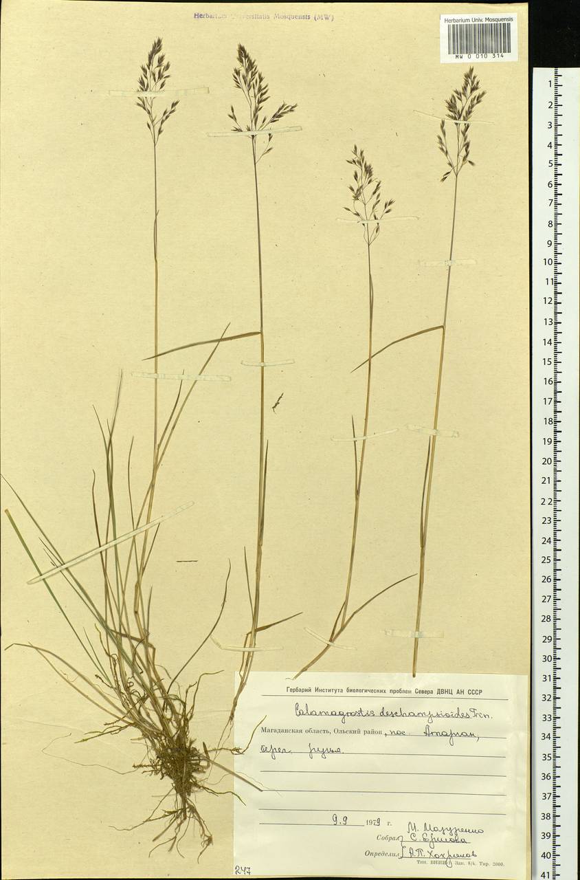 Calamagrostis deschampsioides Trin., Siberia, Chukotka & Kamchatka (S7) (Russia)