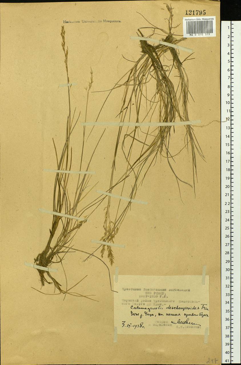 Calamagrostis deschampsioides Trin., Siberia, Chukotka & Kamchatka (S7) (Russia)