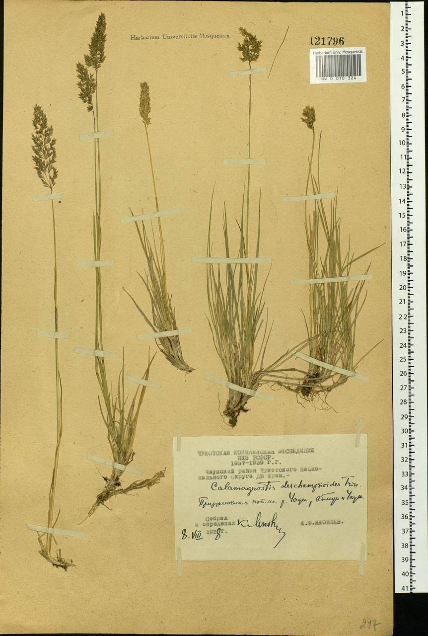 Calamagrostis deschampsioides Trin., Siberia, Chukotka & Kamchatka (S7) (Russia)