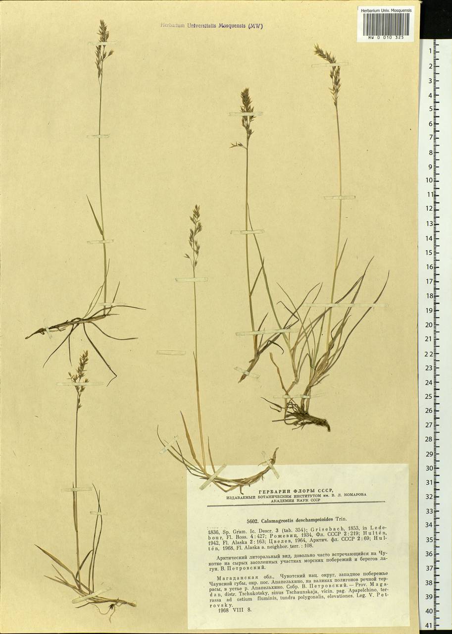 Calamagrostis deschampsioides Trin., Siberia, Chukotka & Kamchatka (S7) (Russia)