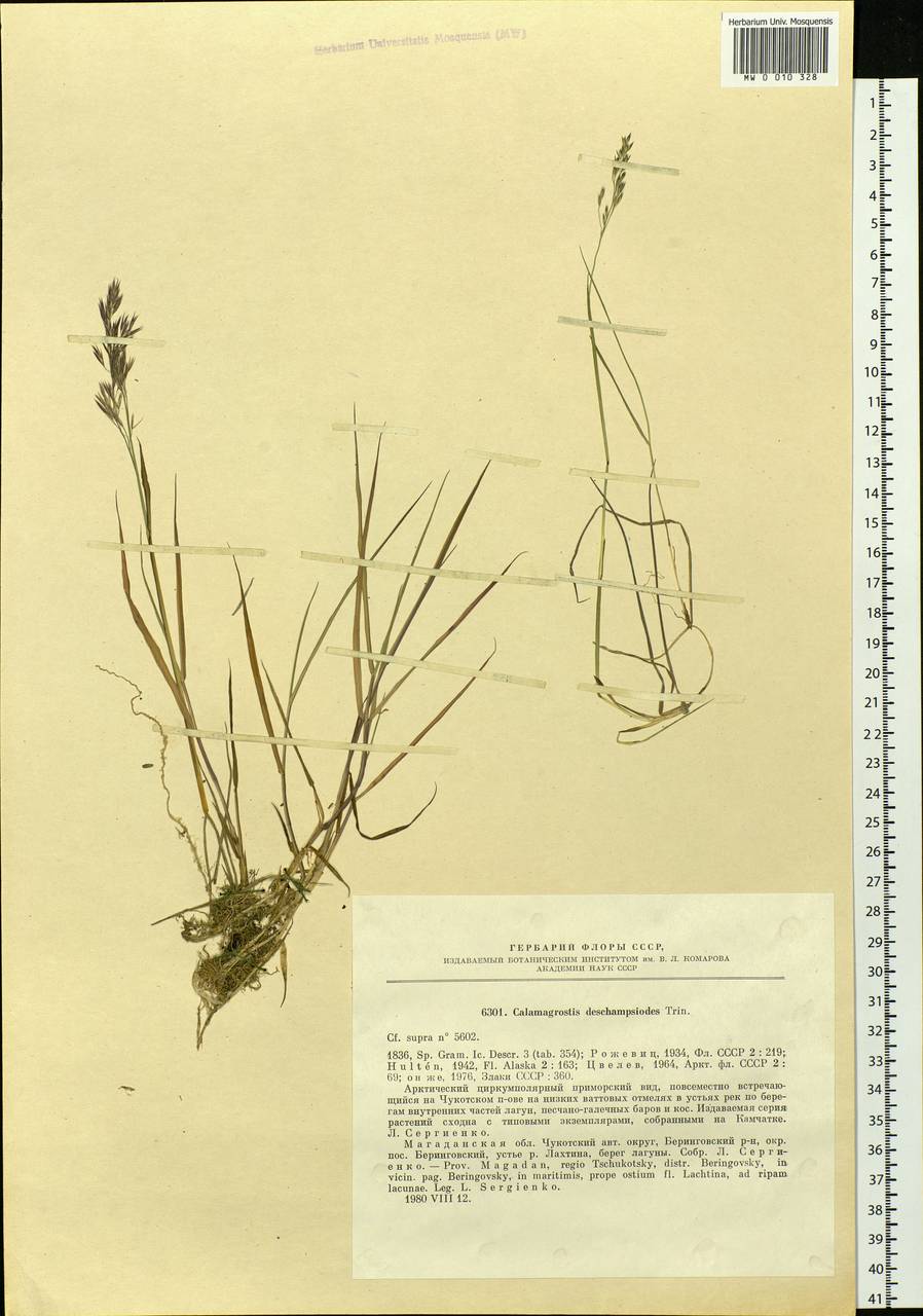 Calamagrostis deschampsioides Trin., Siberia, Chukotka & Kamchatka (S7) (Russia)
