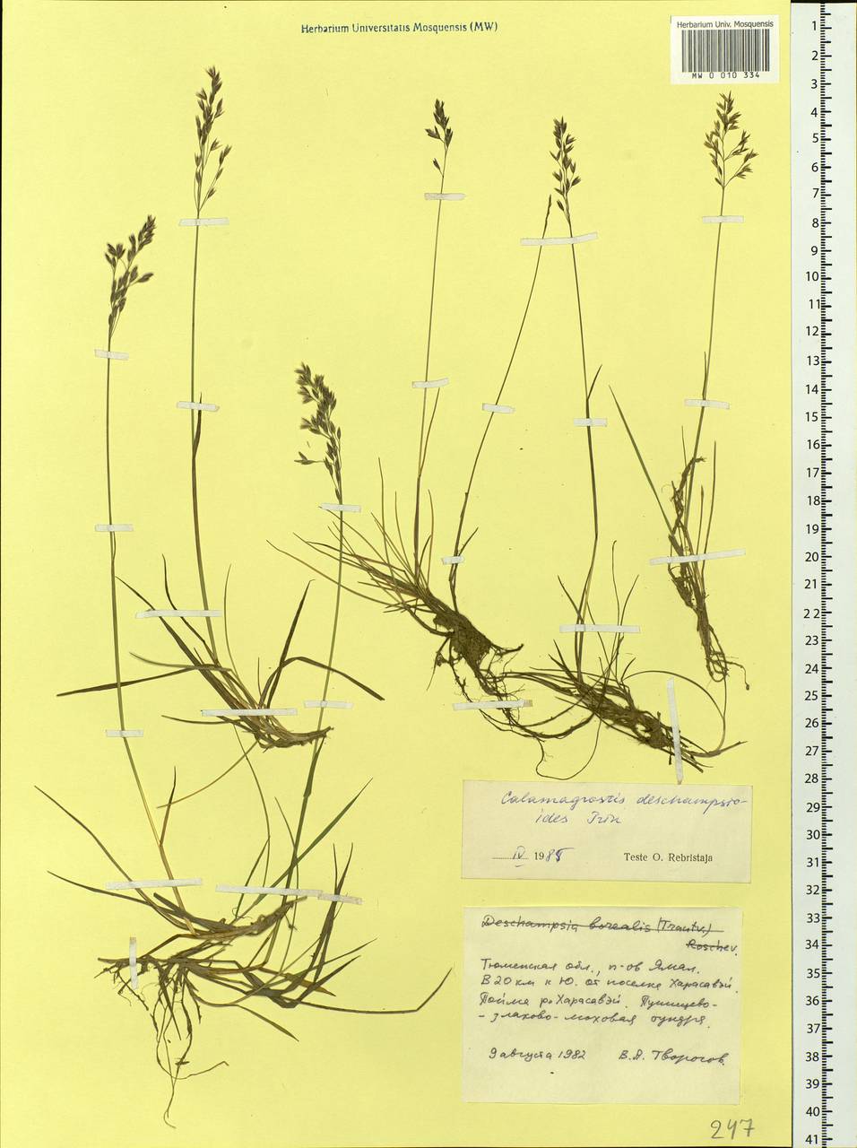 Calamagrostis deschampsioides Trin., Siberia, Western Siberia (S1) (Russia)