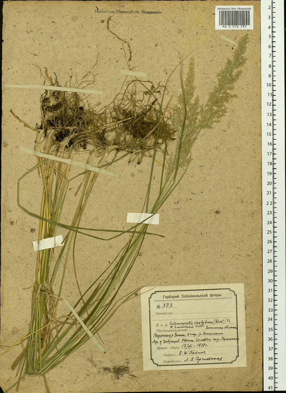 Calamagrostis chalybaea (Laest.) Fr., Siberia, Baikal & Transbaikal region (S4) (Russia)