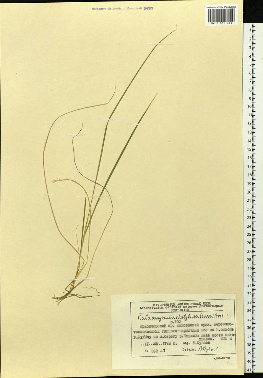 Calamagrostis chalybaea (Laest.) Fr., Siberia, Central Siberia (S3) (Russia)