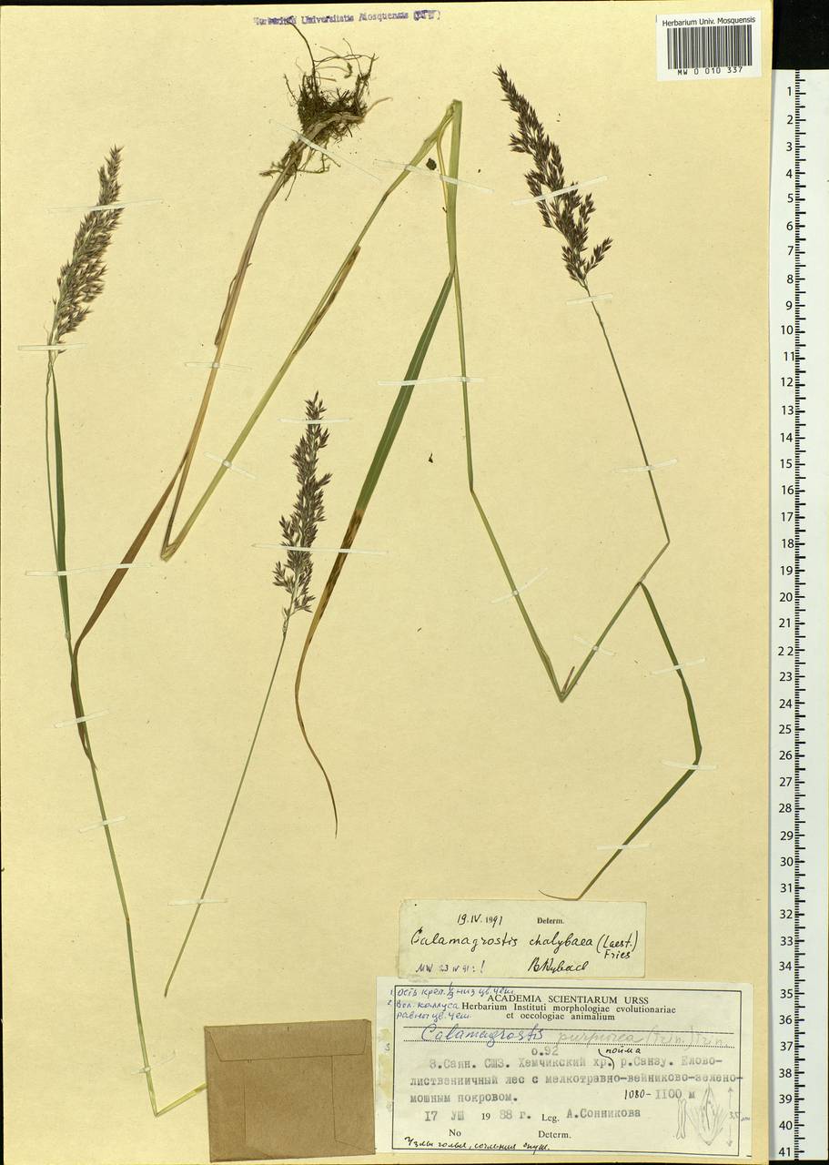 Calamagrostis chalybaea (Laest.) Fr., Siberia, Altai & Sayany Mountains (S2) (Russia)