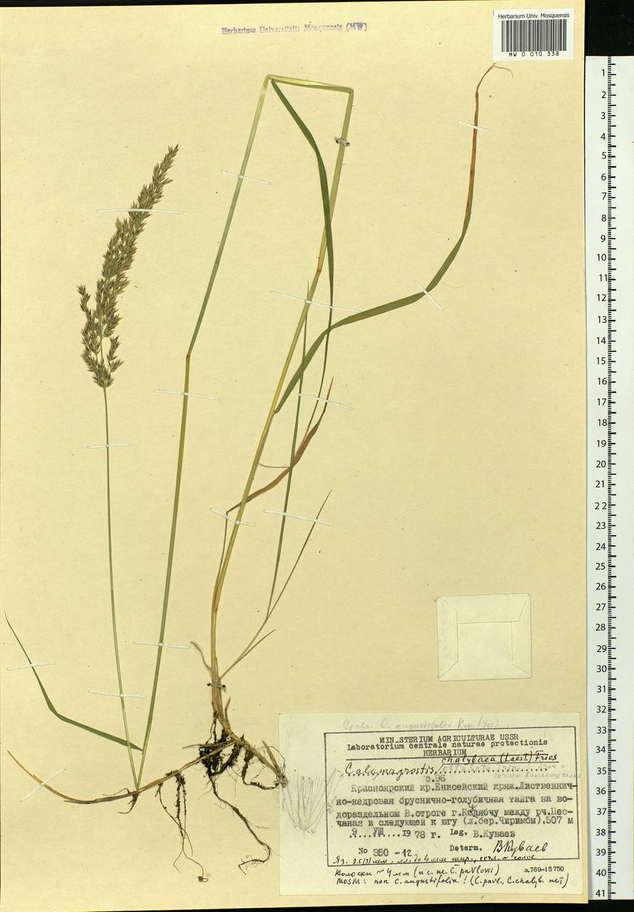 Calamagrostis chalybaea (Laest.) Fr., Siberia, Central Siberia (S3) (Russia)