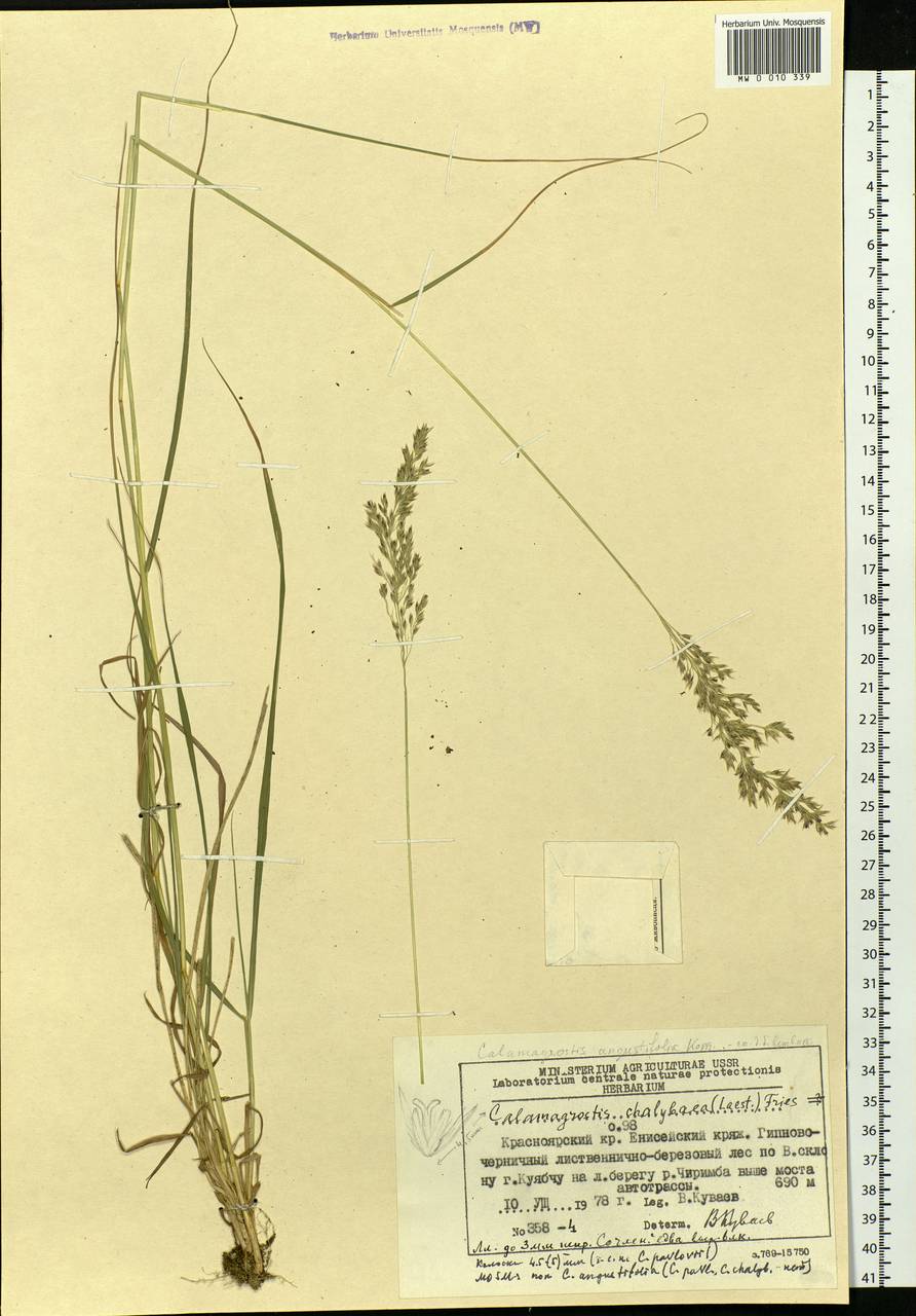 Calamagrostis chalybaea (Laest.) Fr., Siberia, Central Siberia (S3) (Russia)