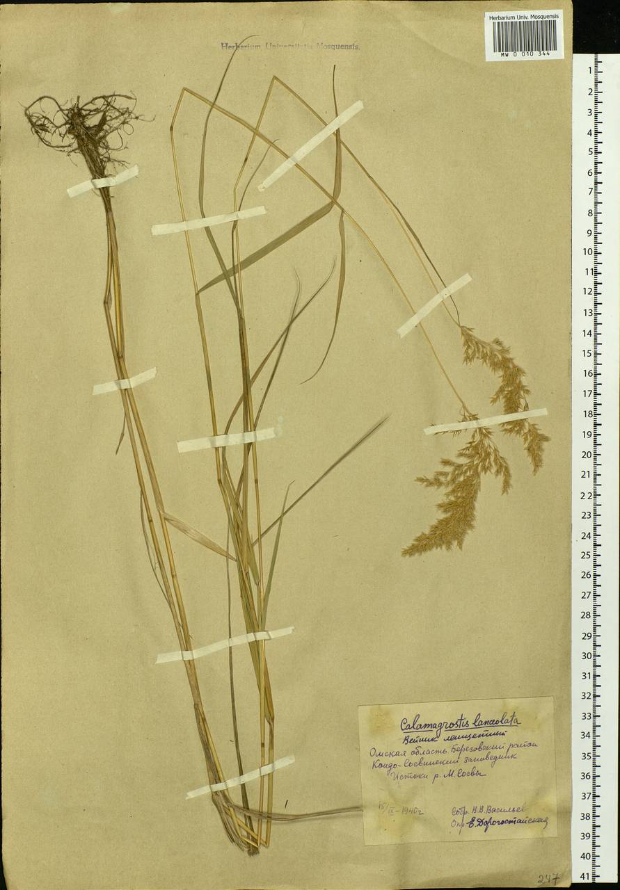 Calamagrostis canescens (Weber) Roth, Siberia, Western Siberia (S1) (Russia)