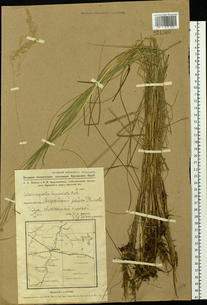 Calamagrostis canescens (Weber) Roth, Siberia, Western Siberia (S1) (Russia)