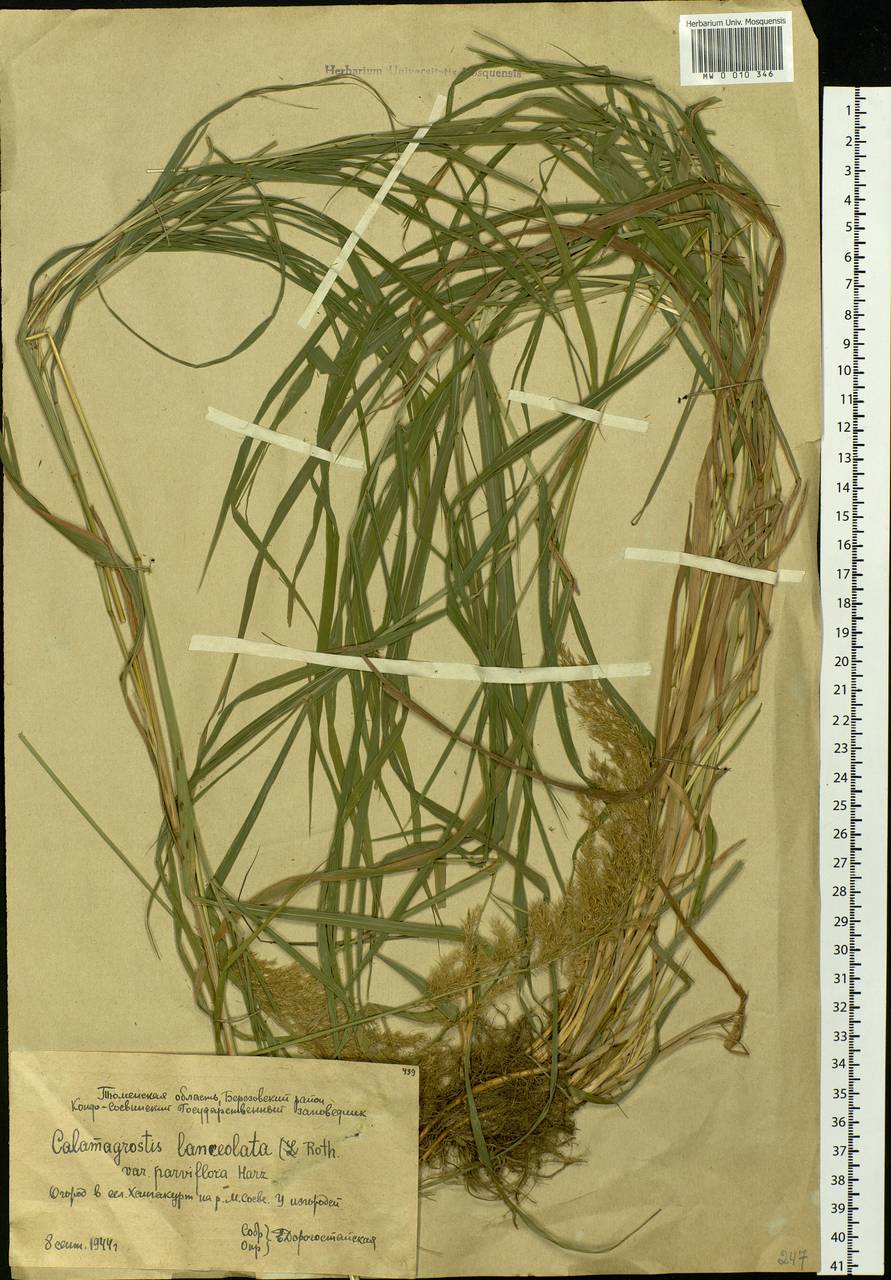 Calamagrostis canescens (Weber) Roth, Siberia, Western Siberia (S1) (Russia)