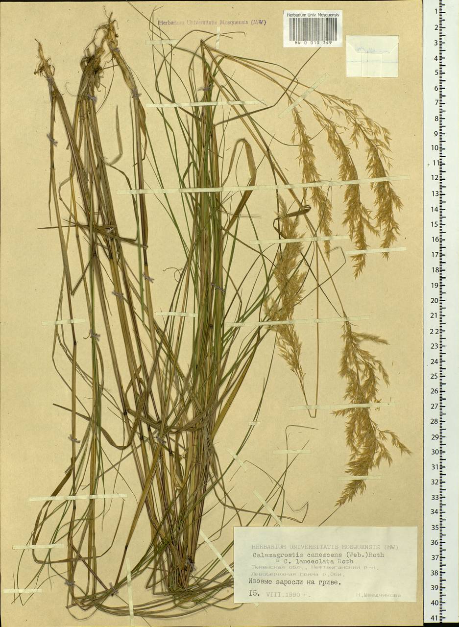 Calamagrostis canescens (Weber) Roth, Siberia, Western Siberia (S1) (Russia)