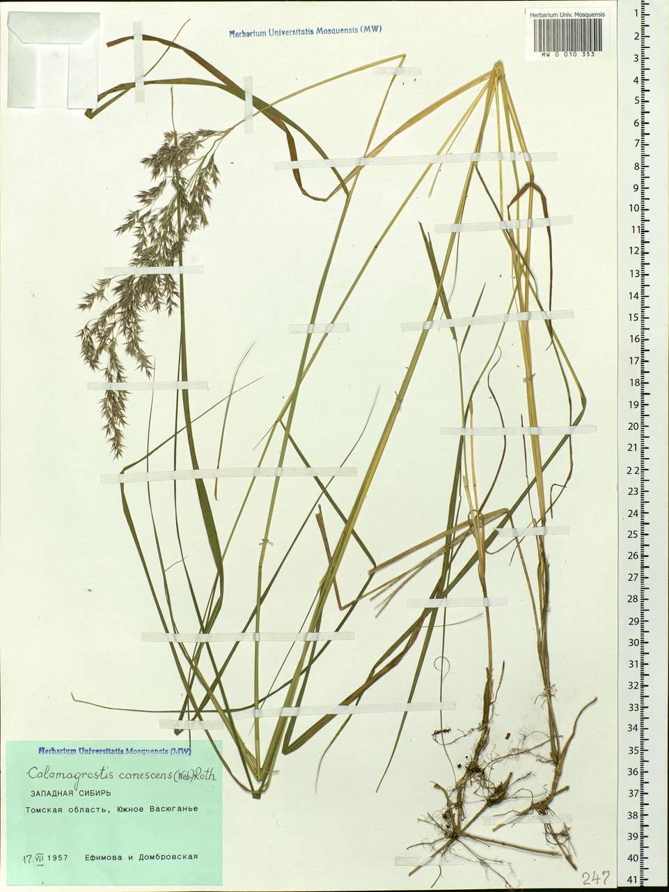 Calamagrostis canescens (Weber) Roth, Siberia, Western Siberia (S1) (Russia)