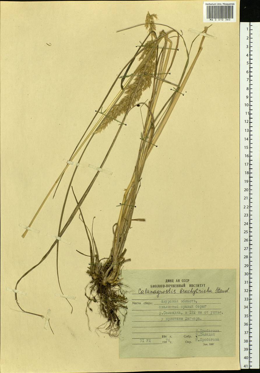 Calamagrostis arundinacea (L.) Roth, Siberia, Russian Far East (S6) (Russia)