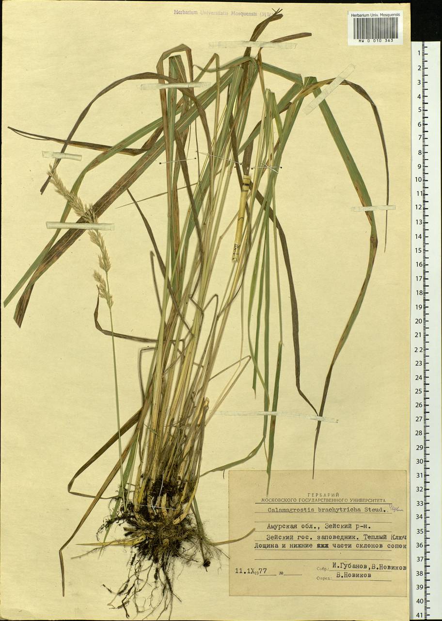 Calamagrostis arundinacea (L.) Roth, Siberia, Russian Far East (S6) (Russia)