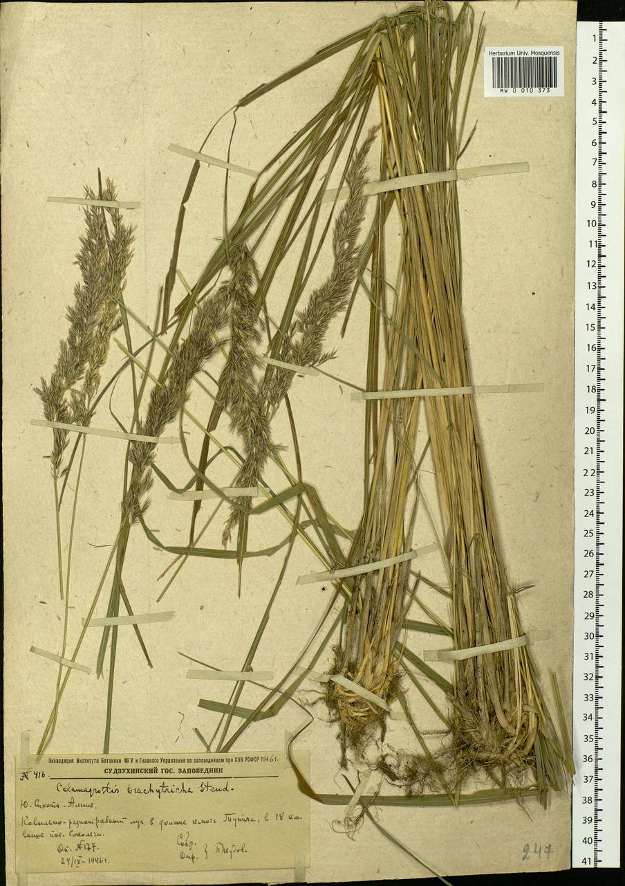 Calamagrostis arundinacea (L.) Roth, Siberia, Russian Far East (S6) (Russia)