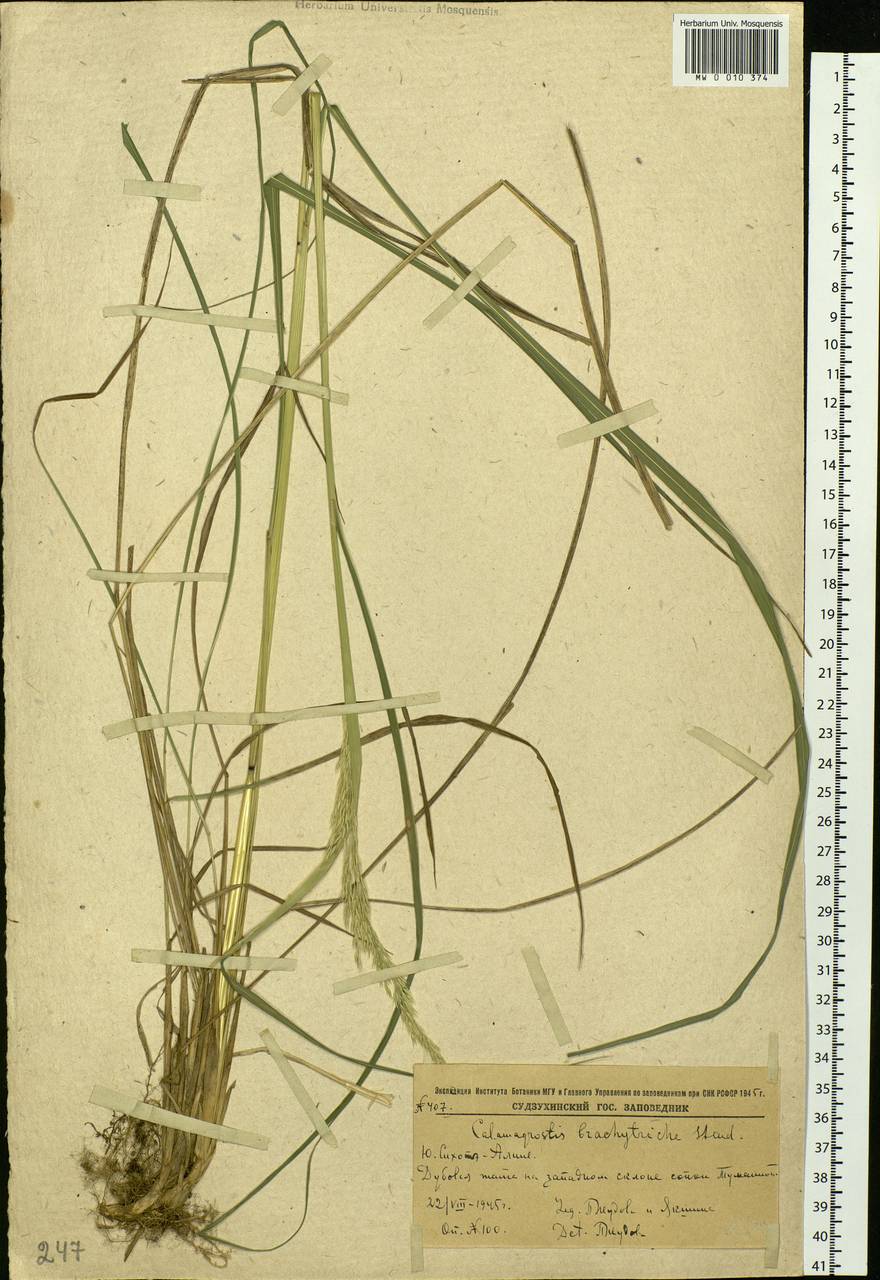 Calamagrostis arundinacea (L.) Roth, Siberia, Russian Far East (S6) (Russia)