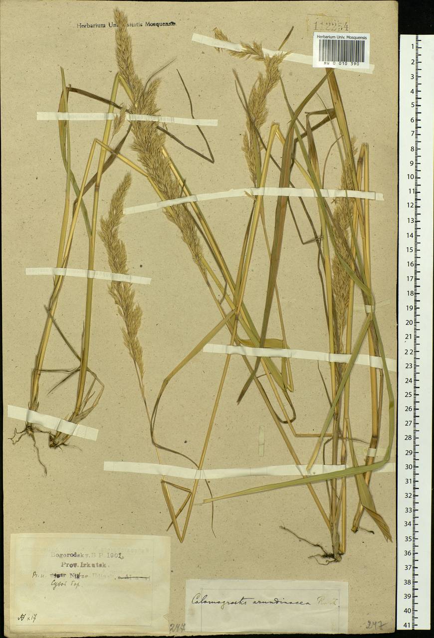 Calamagrostis arundinacea (L.) Roth, Siberia, Baikal & Transbaikal region (S4) (Russia)