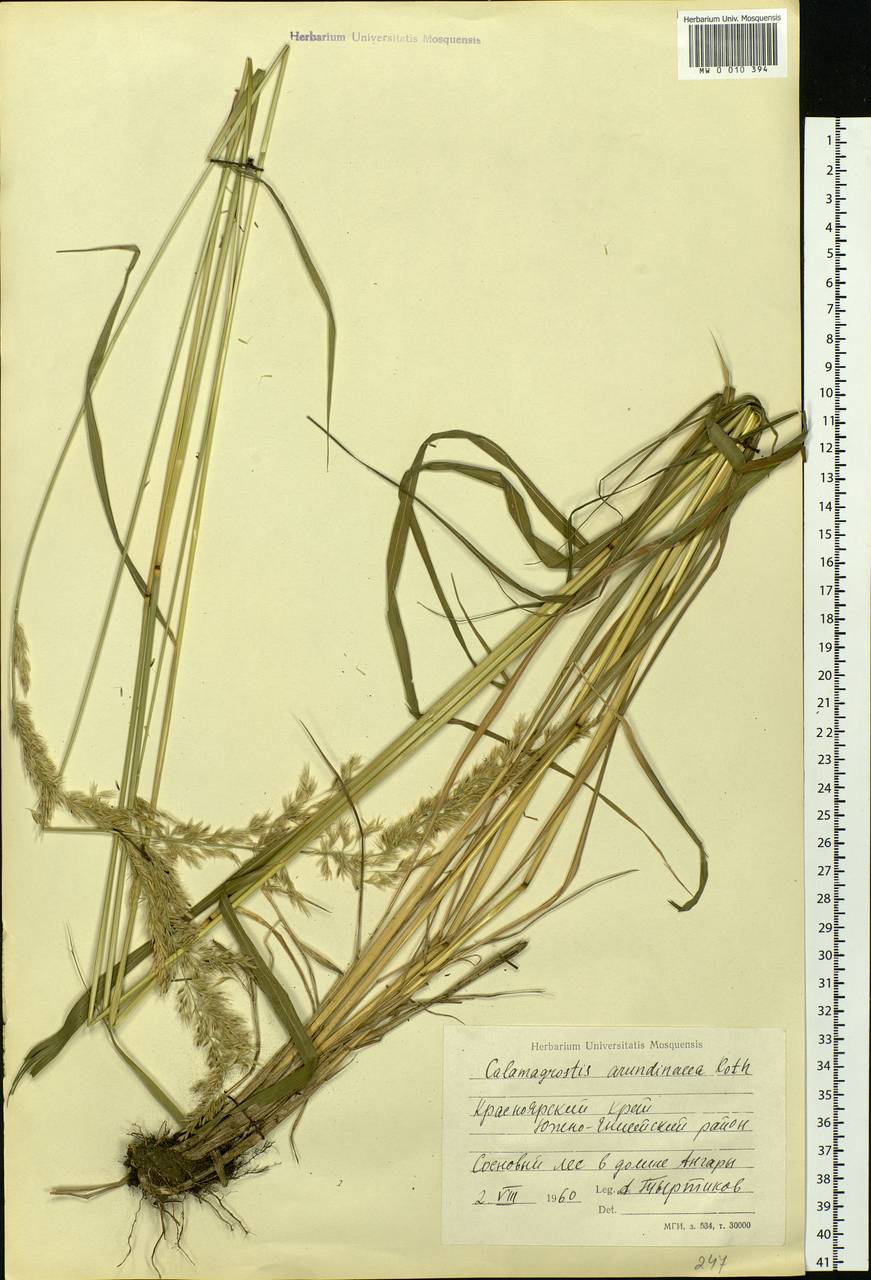 Calamagrostis arundinacea (L.) Roth, Siberia, Central Siberia (S3) (Russia)