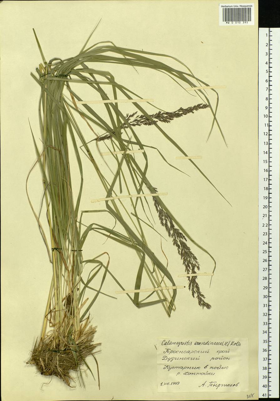 Calamagrostis arundinacea (L.) Roth, Siberia, Central Siberia (S3) (Russia)