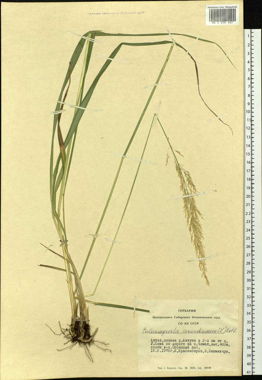 Calamagrostis arundinacea (L.) Roth, Siberia, Altai & Sayany Mountains (S2) (Russia)