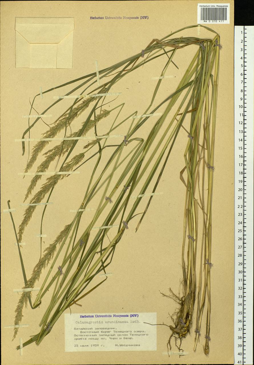 Calamagrostis arundinacea (L.) Roth, Siberia, Altai & Sayany Mountains (S2) (Russia)