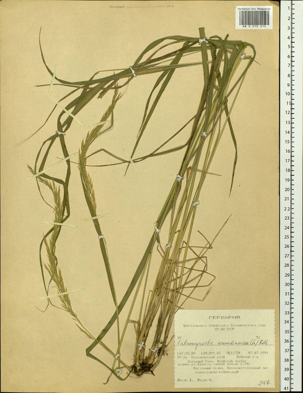 Calamagrostis arundinacea (L.) Roth, Siberia, Altai & Sayany Mountains (S2) (Russia)