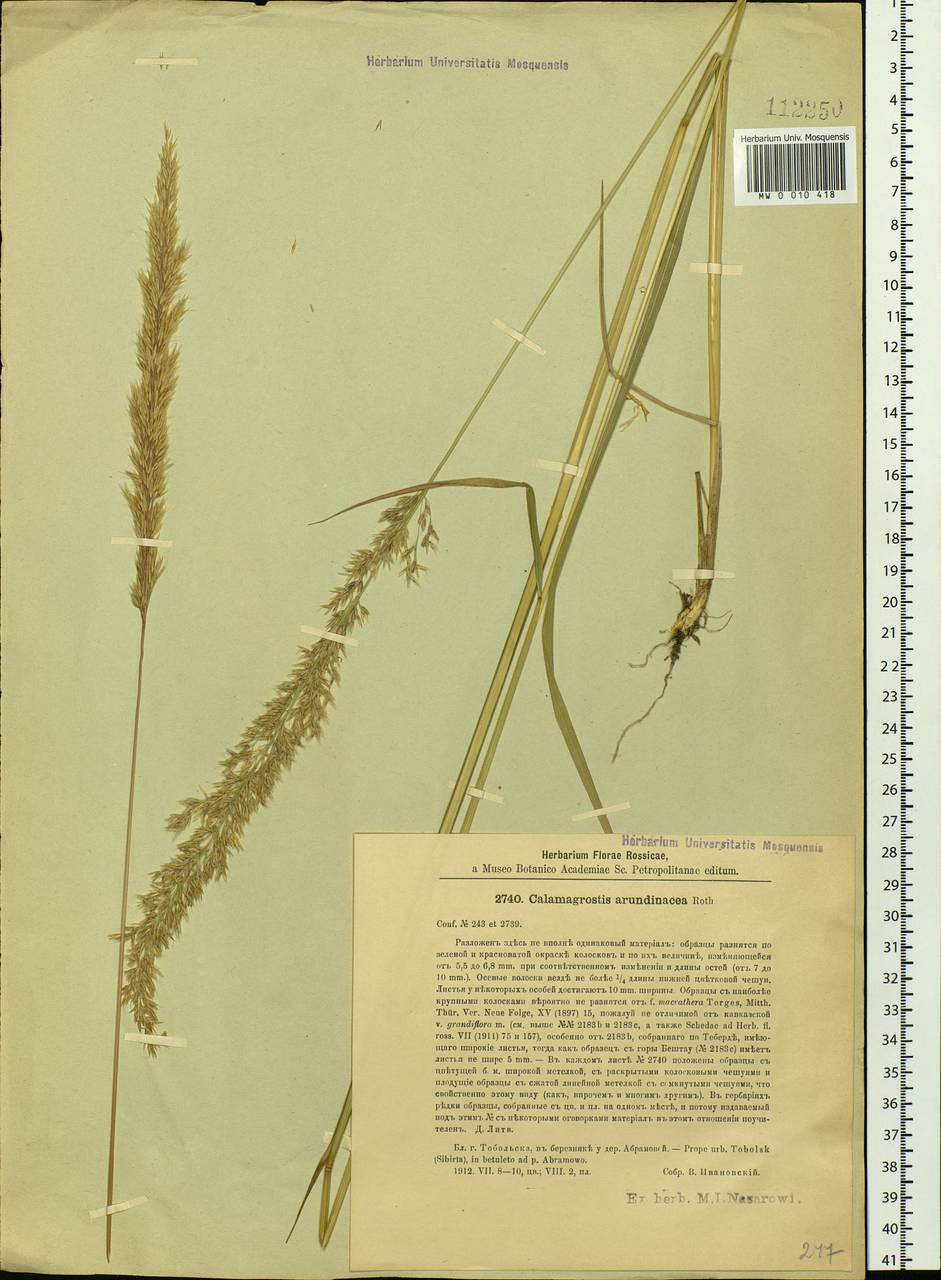 Calamagrostis arundinacea (L.) Roth, Siberia, Western Siberia (S1) (Russia)