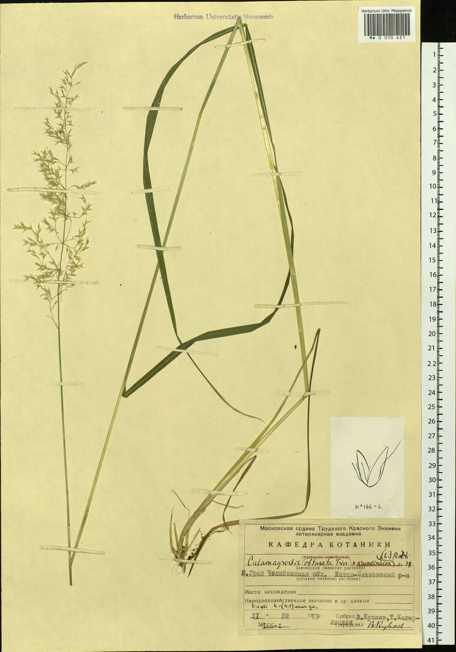 Calamagrostis arundinacea (L.) Roth, Eastern Europe, Eastern region (E10) (Russia)