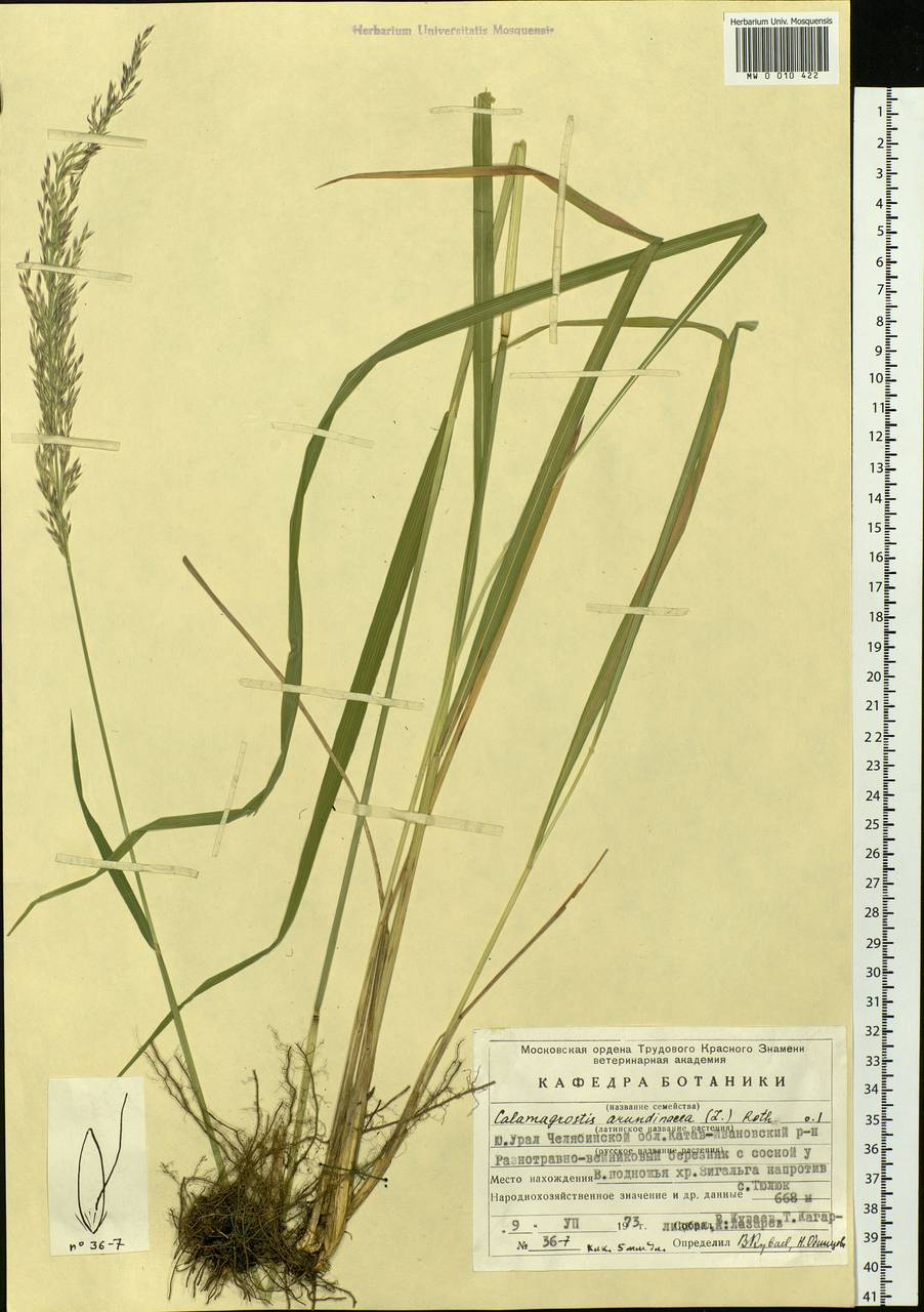 Calamagrostis arundinacea (L.) Roth, Eastern Europe, Eastern region (E10) (Russia)