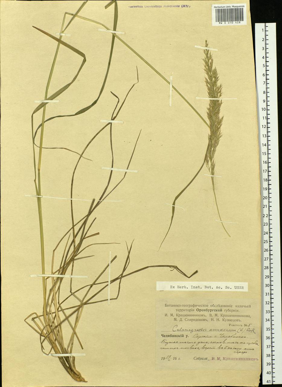 Calamagrostis arundinacea (L.) Roth, Eastern Europe, Eastern region (E10) (Russia)