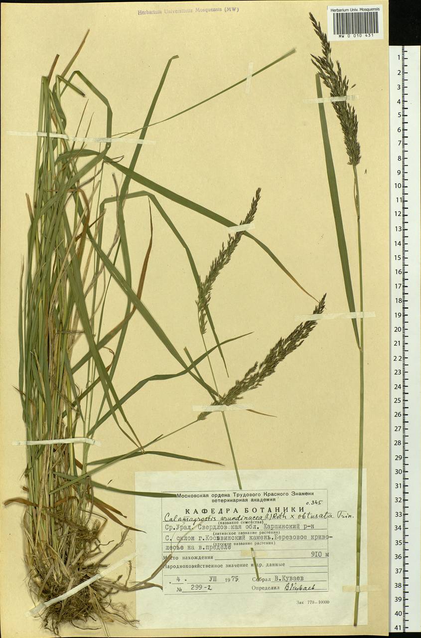 Calamagrostis arundinacea (L.) Roth, Eastern Europe, Eastern region (E10) (Russia)