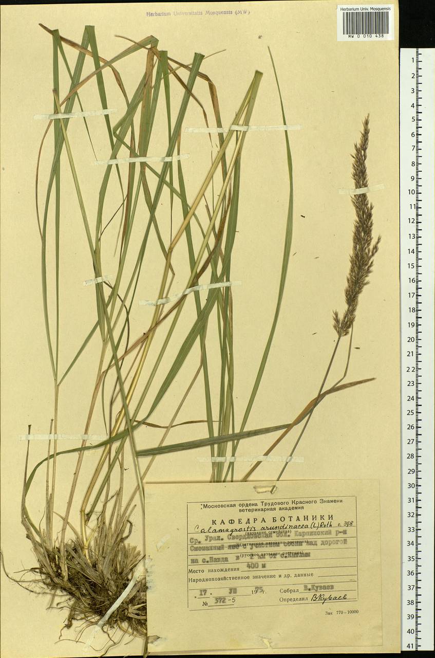 Calamagrostis arundinacea (L.) Roth, Eastern Europe, Eastern region (E10) (Russia)