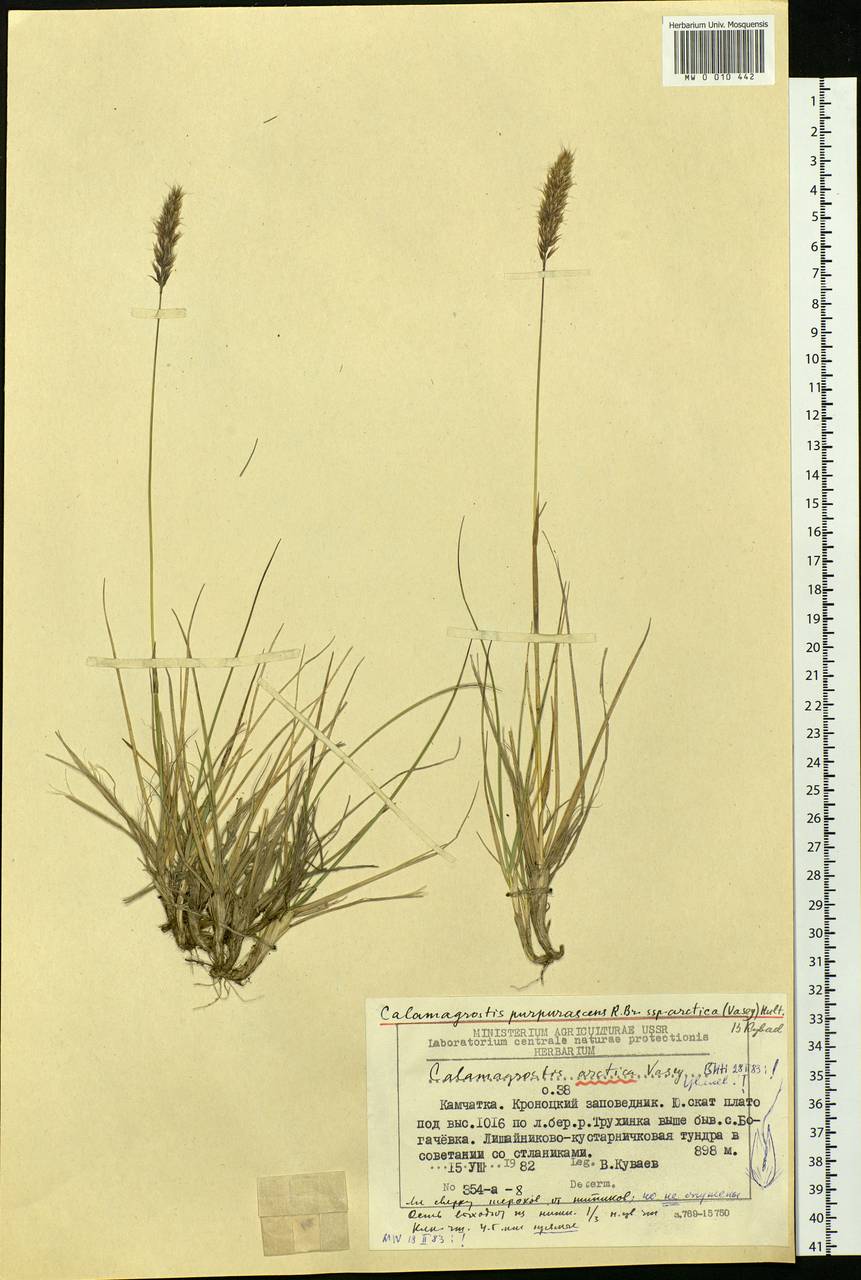 Calamagrostis purpurascens subsp. purpurascens, Siberia, Chukotka & Kamchatka (S7) (Russia)