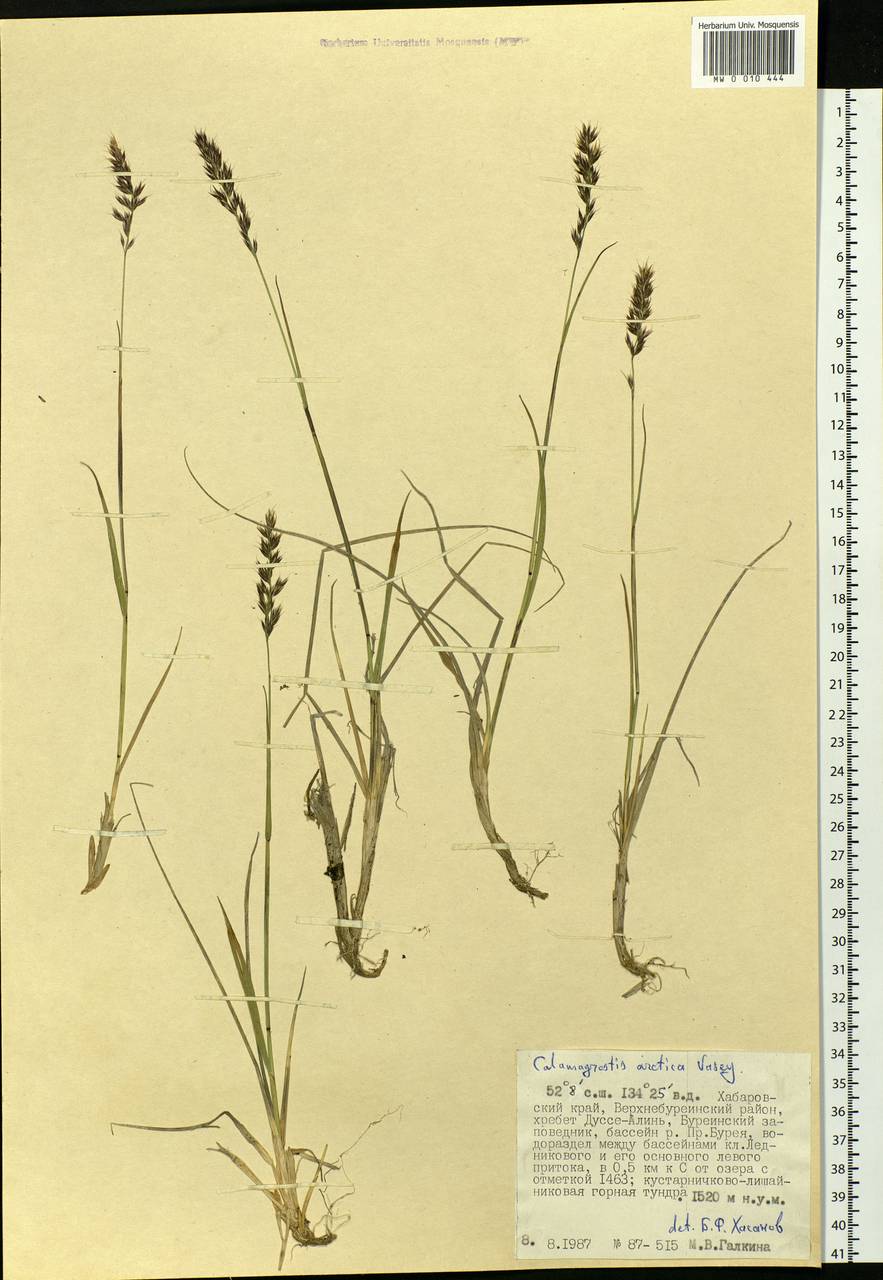 Calamagrostis purpurascens subsp. purpurascens, Siberia, Russian Far East (S6) (Russia)