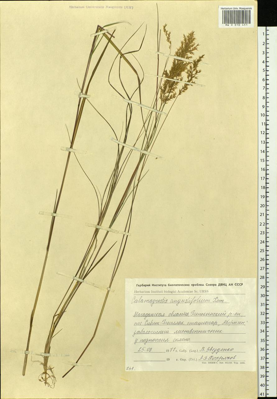 Calamagrostis angustifolia Kom., Siberia, Chukotka & Kamchatka (S7) (Russia)