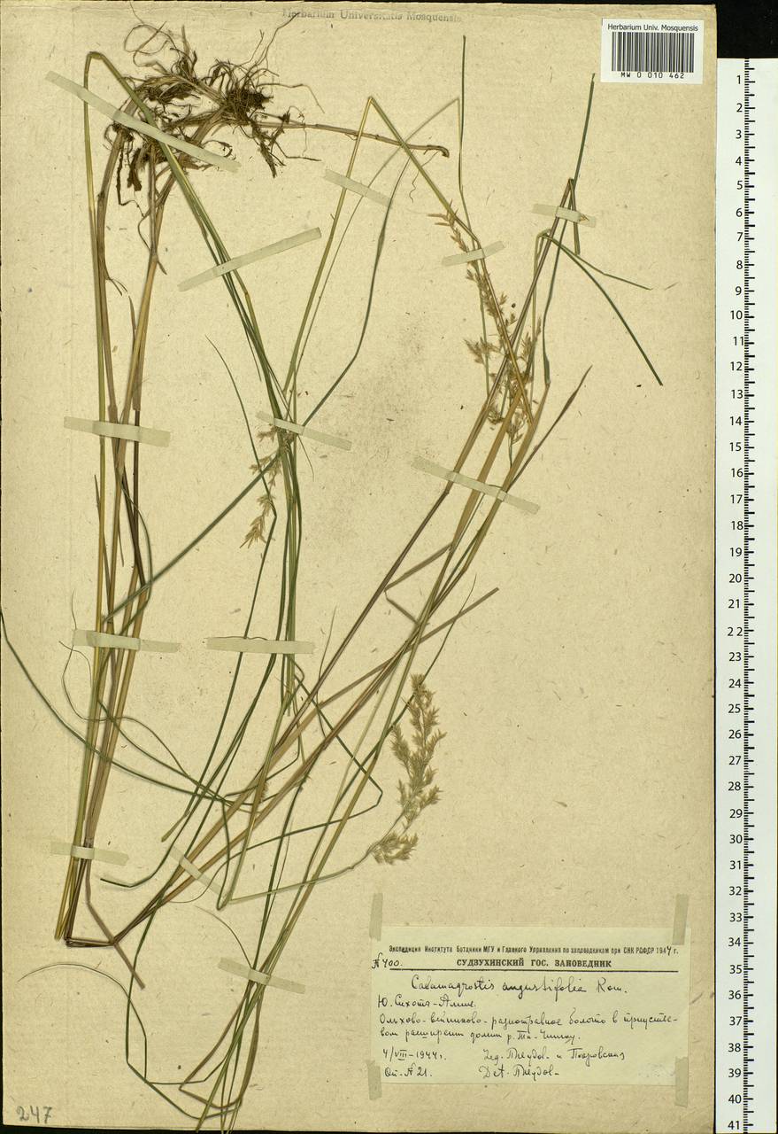 Calamagrostis angustifolia Kom., Siberia, Russian Far East (S6) (Russia)