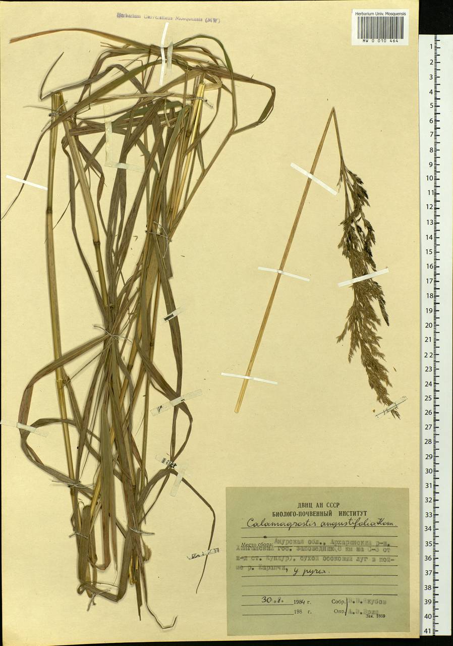 Calamagrostis angustifolia Kom., Siberia, Russian Far East (S6) (Russia)