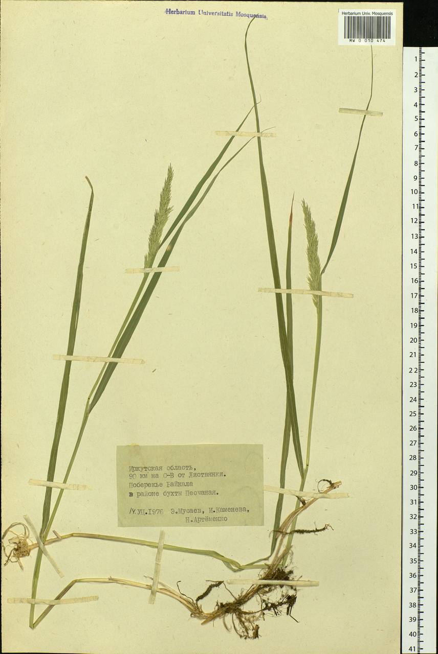 Calamagrostis, Siberia, Baikal & Transbaikal region (S4) (Russia)