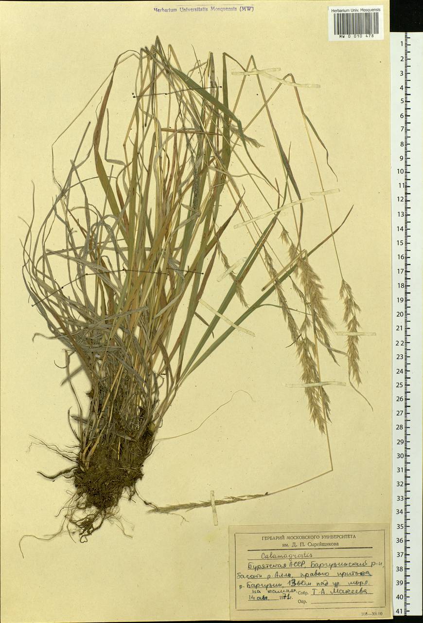 Calamagrostis, Siberia, Baikal & Transbaikal region (S4) (Russia)