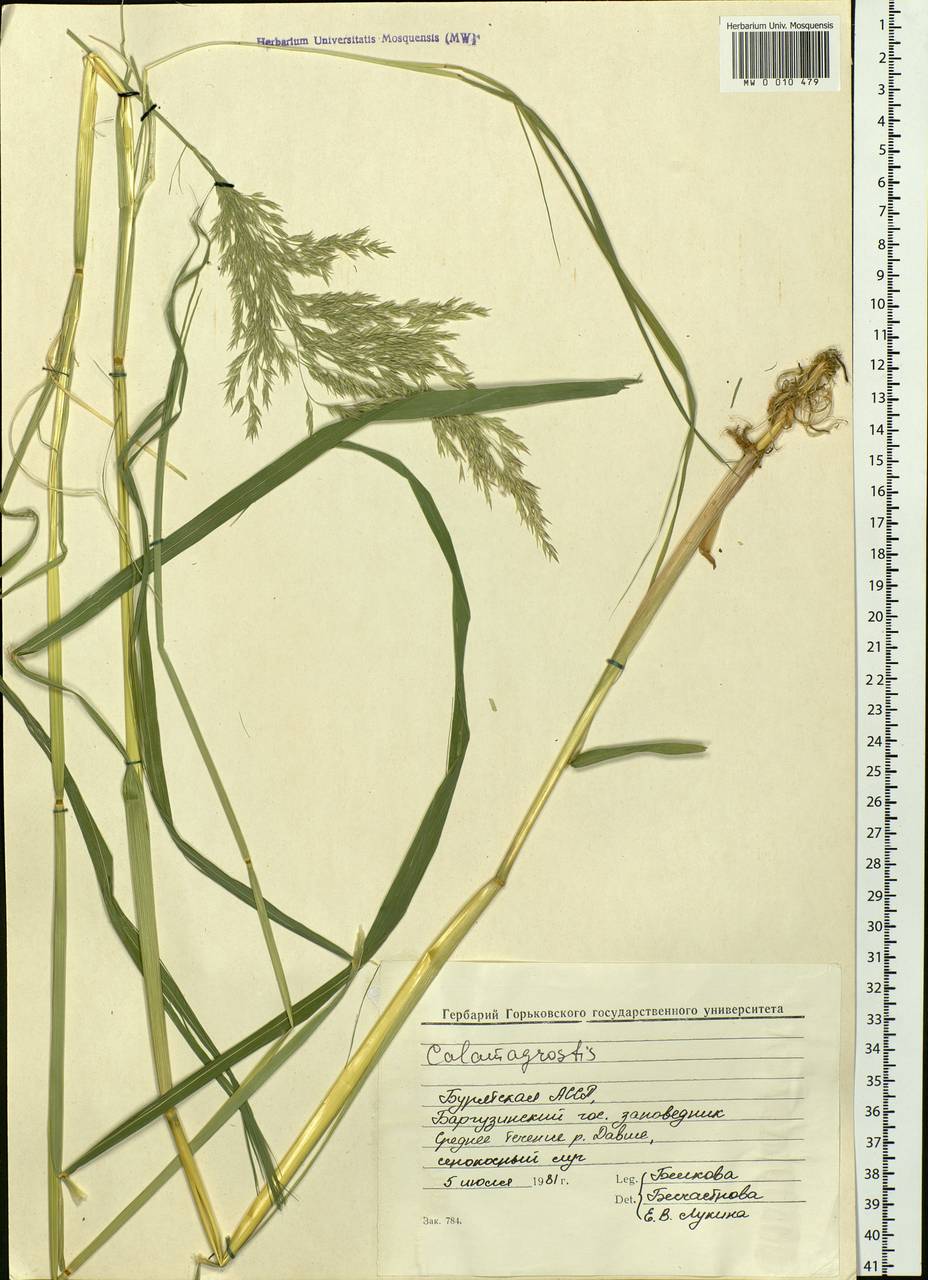 Calamagrostis, Siberia, Baikal & Transbaikal region (S4) (Russia)
