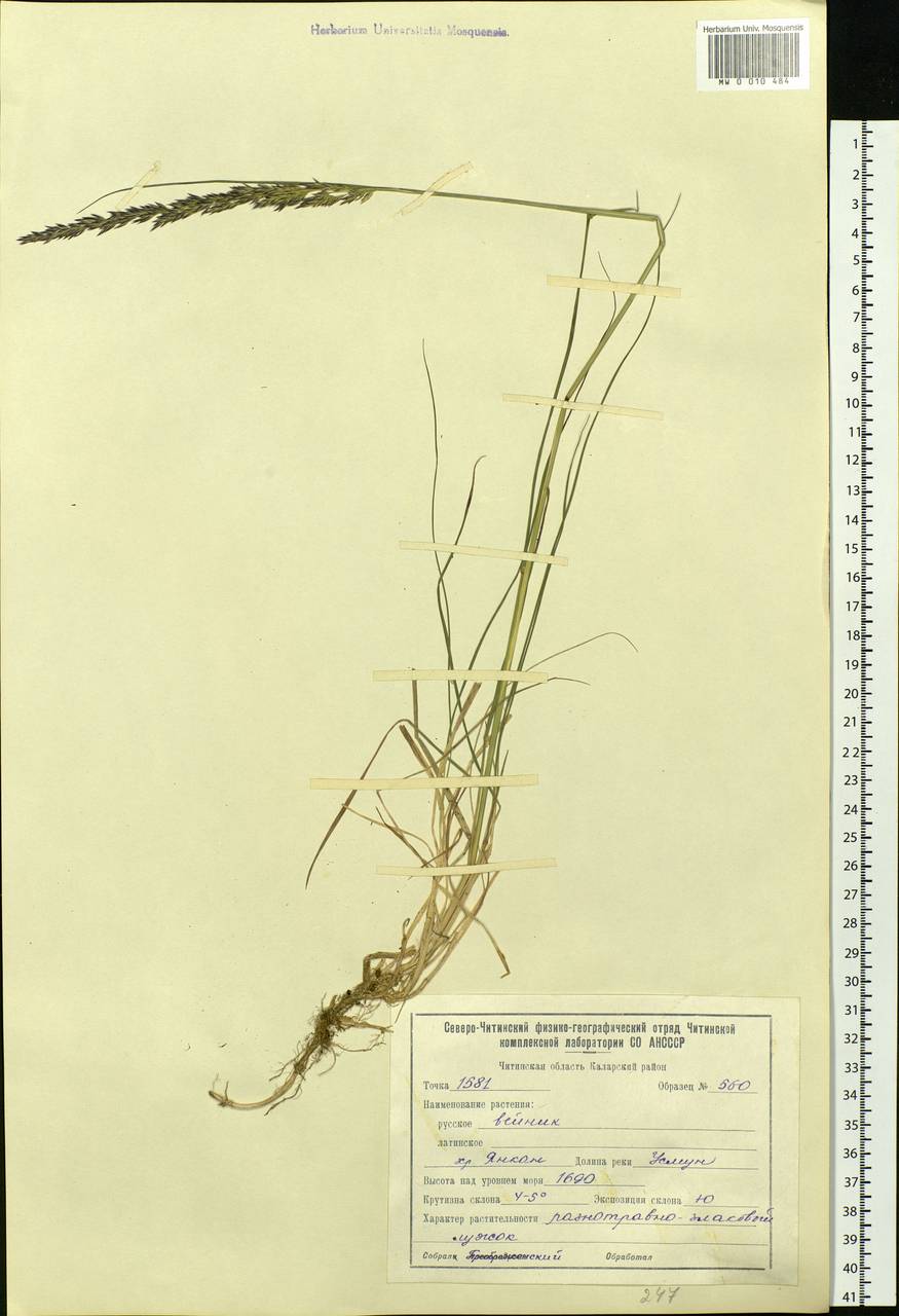 Calamagrostis, Siberia, Baikal & Transbaikal region (S4) (Russia)