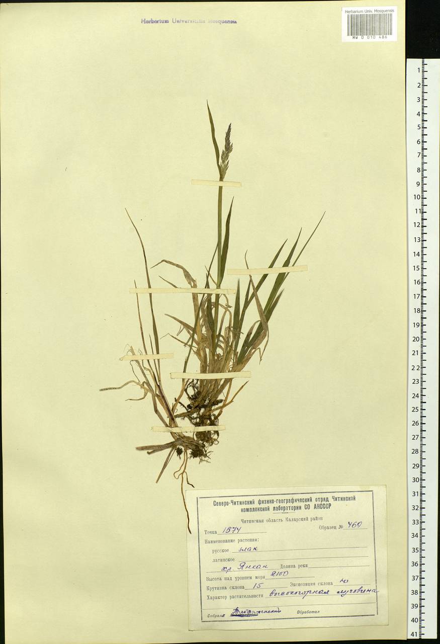 Calamagrostis, Siberia, Baikal & Transbaikal region (S4) (Russia)