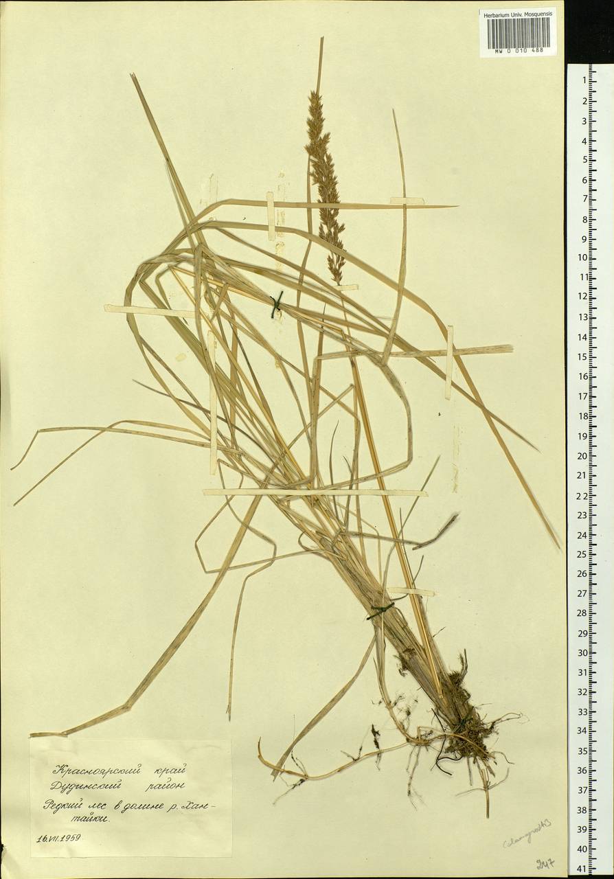 Calamagrostis, Siberia, Central Siberia (S3) (Russia)
