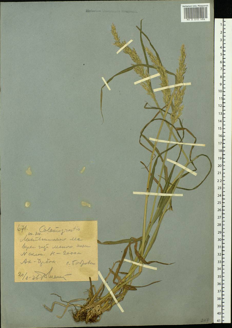 Calamagrostis, Siberia, Western (Kazakhstan) Altai Mountains (S2a) (Kazakhstan)