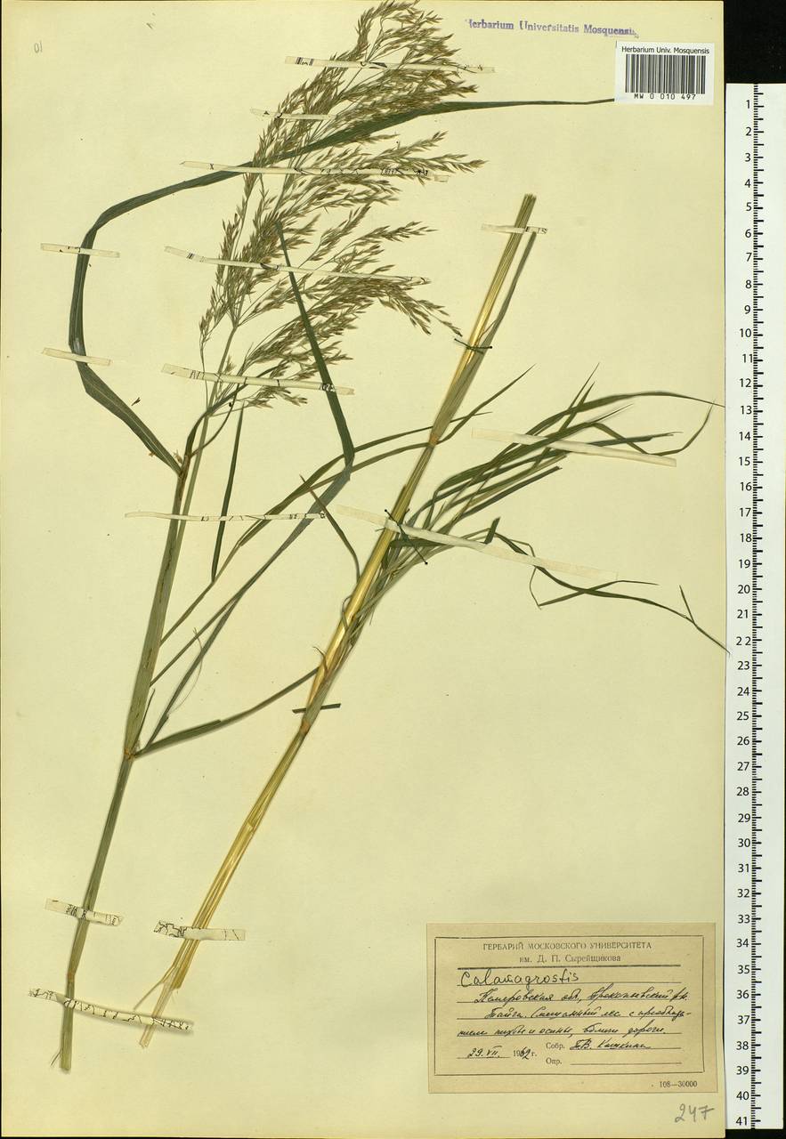 Calamagrostis, Siberia, Altai & Sayany Mountains (S2) (Russia)