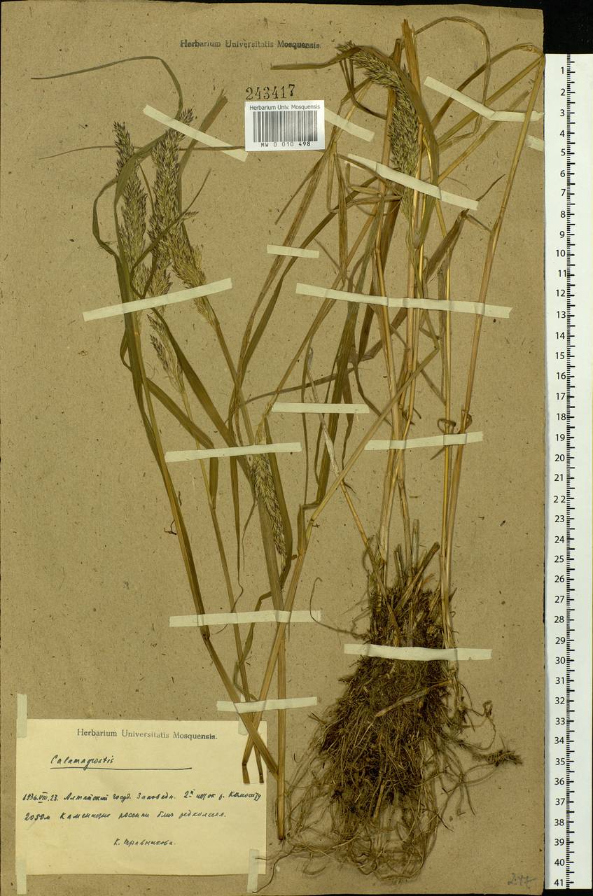 Calamagrostis, Siberia, Altai & Sayany Mountains (S2) (Russia)