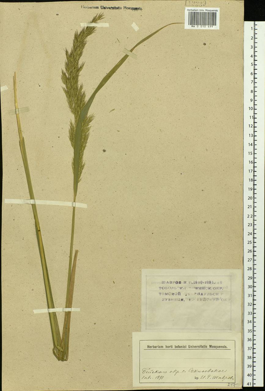 Calamagrostis, Siberia, Western (Kazakhstan) Altai Mountains (S2a) (Kazakhstan)