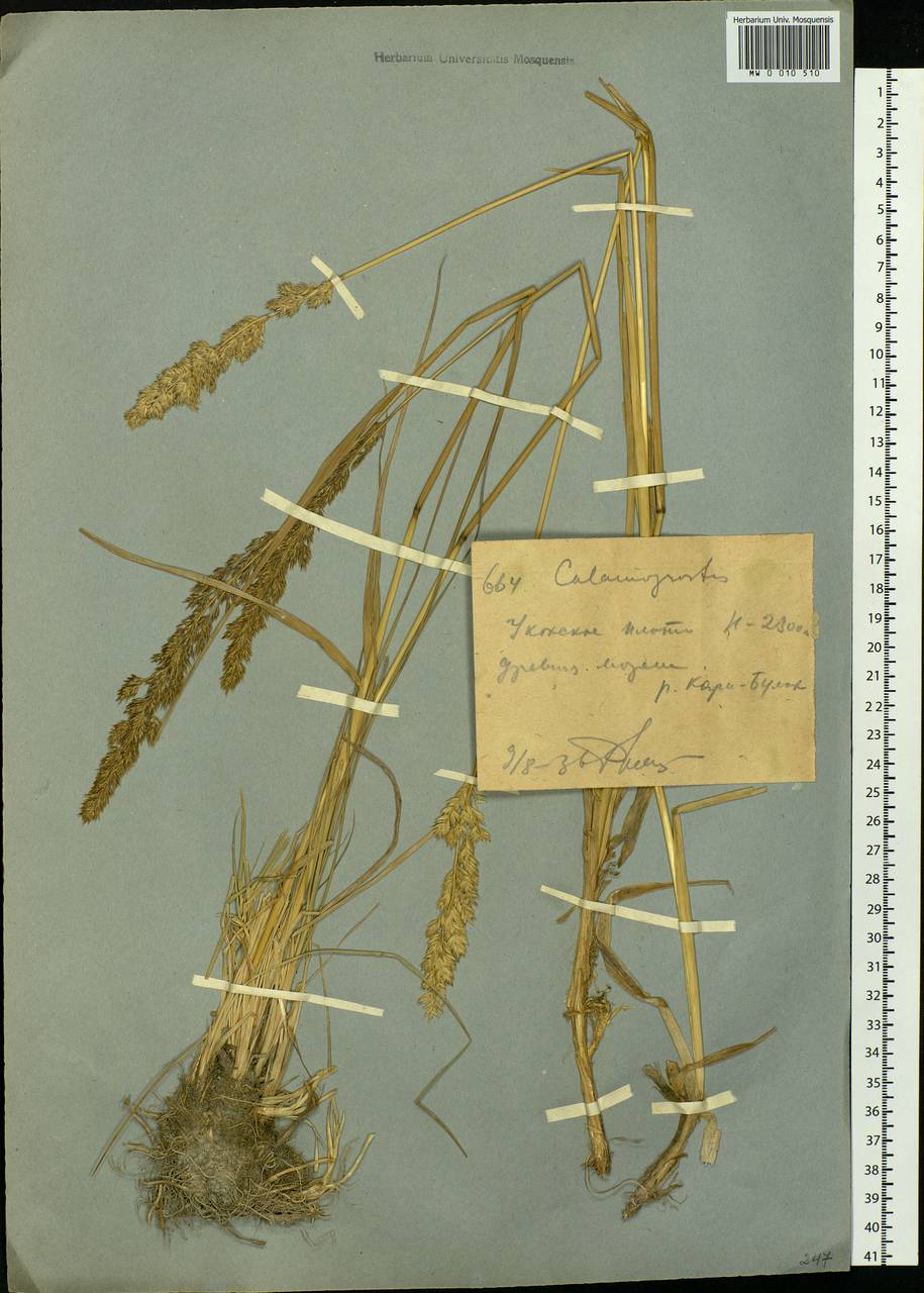 Calamagrostis, Siberia, Western (Kazakhstan) Altai Mountains (S2a) (Kazakhstan)